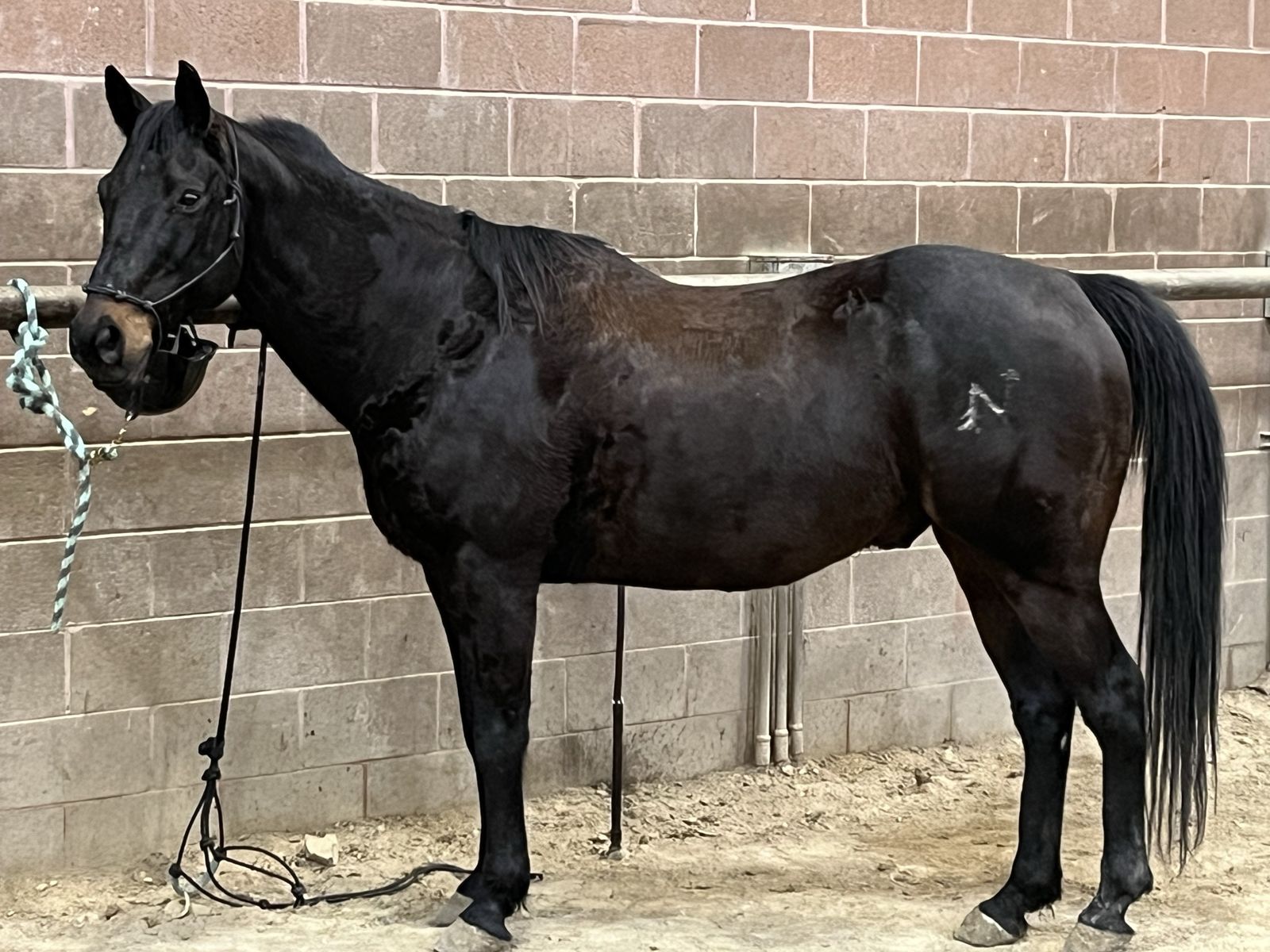 AQHA registered gelding