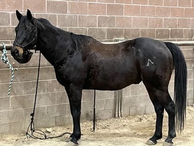 AQHA registered gelding
