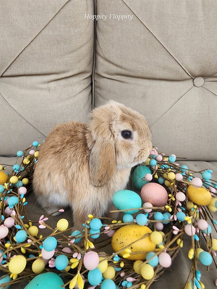 Fawn VC Holland Lop Buck