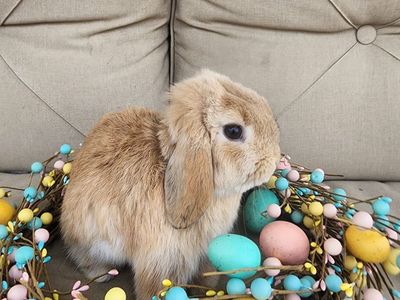 Fawn VC Holland Lop Buck