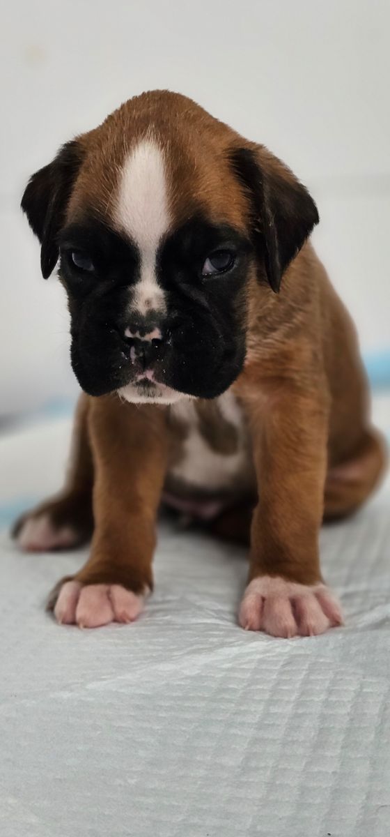 AKC Euro Boxers