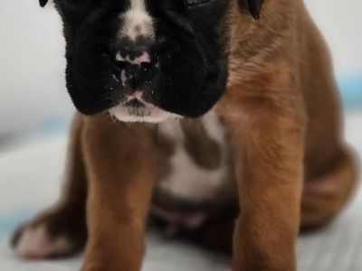 AKC Euro Boxers