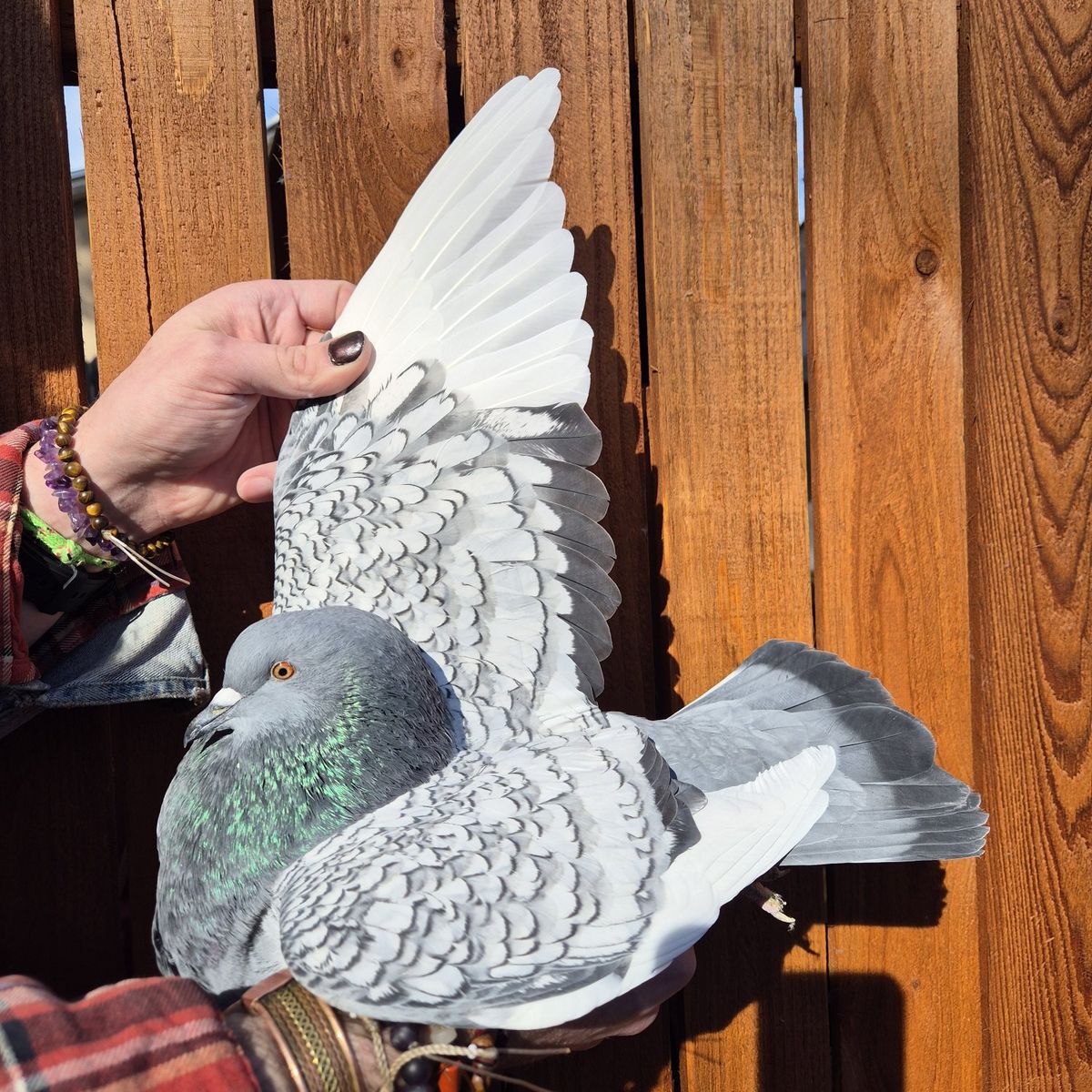 Female Polish Lynx Pigeon