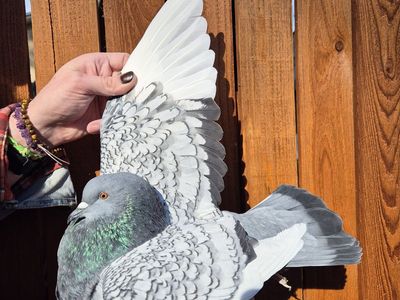 Female Polish Lynx Pigeon
