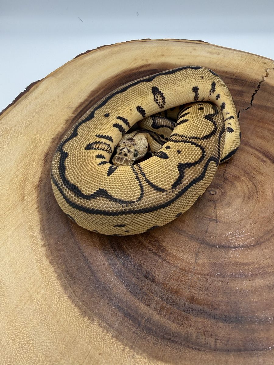 Male Leopard Desert Ghost Clown