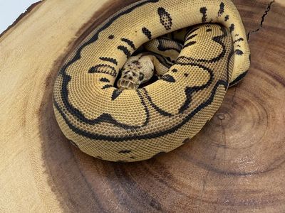 Male Leopard Desert Ghost Clown