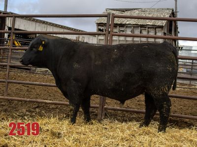Yearling Angus Bulls