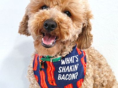 Mini Red Poodle for Stud Service