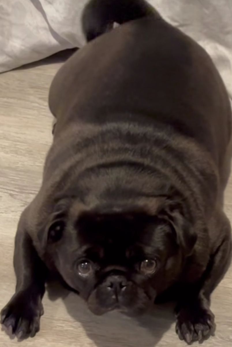 iso  a black male pug