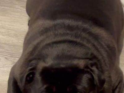 iso a black male pug