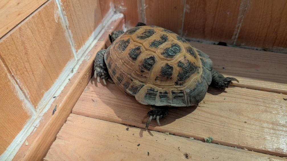 Russian Tortoise