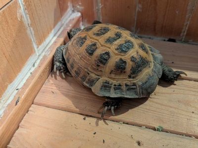 Russian Tortoise