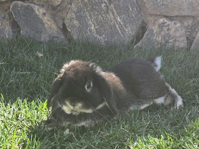 Holland Lop Buck