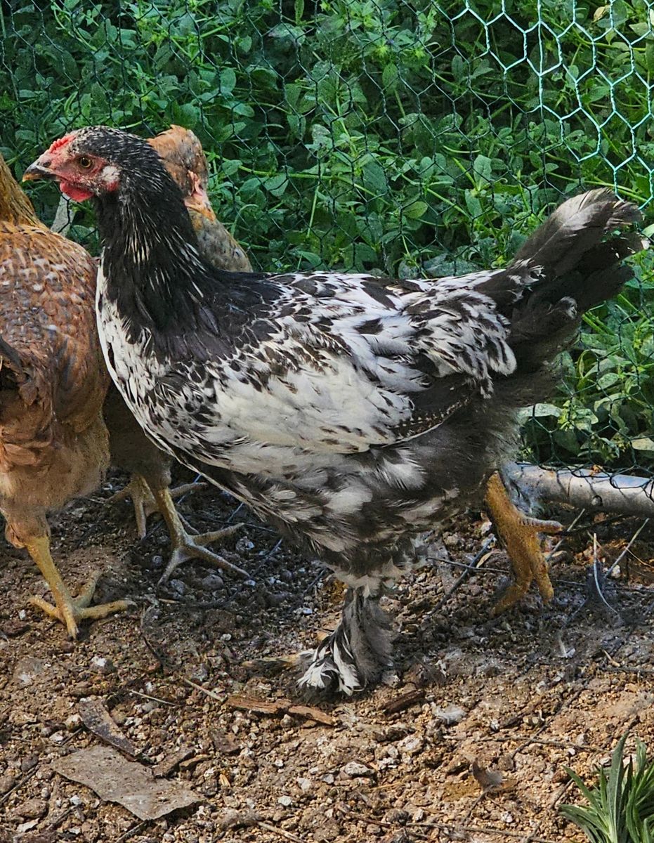 28 pullets total, 5.5 mo old +starting to lay! breeds listed