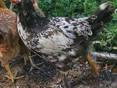 28 pullets total, 5.5 mo old +starting to lay! breeds listed
