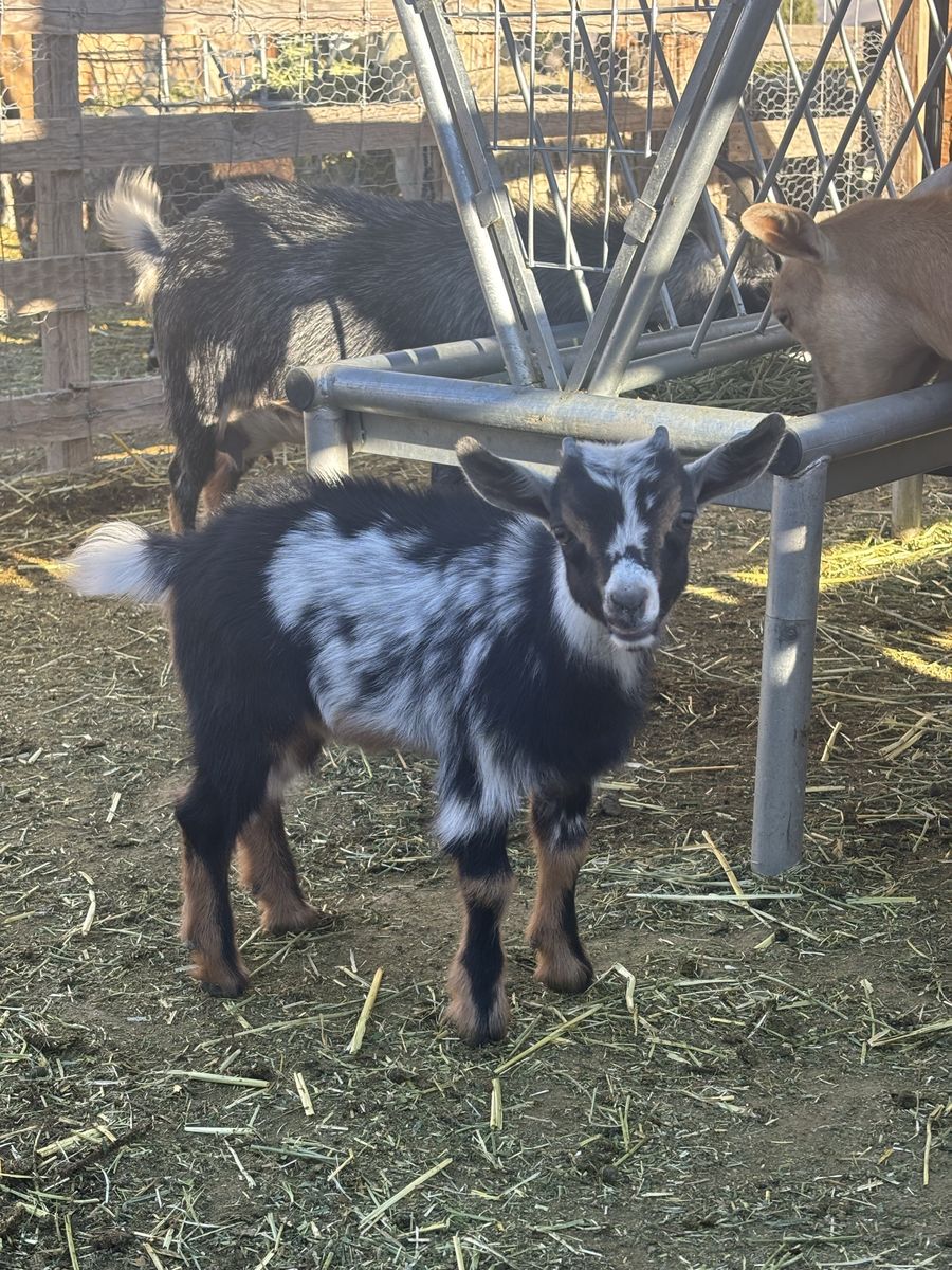Nigerian dwarf goat buckling