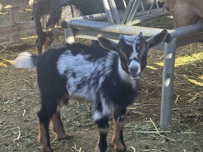 Nigerian dwarf goat buckling