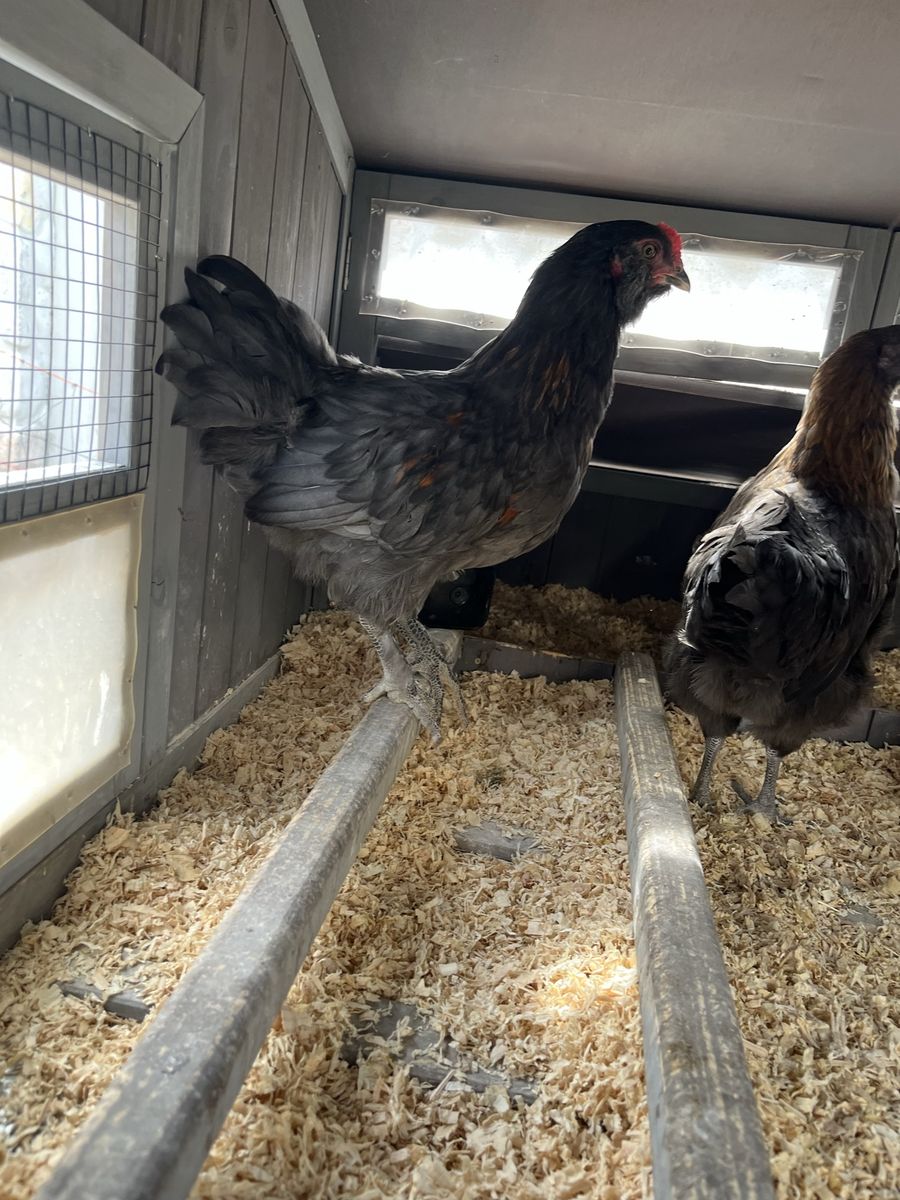 free 9 wk old rooster