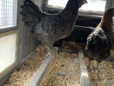 free 9 wk old rooster