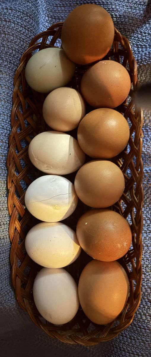 Fresh Free-Cage Chicken Eggs