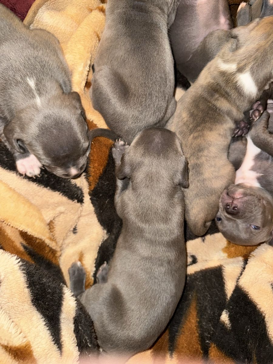 Pitbull puppies