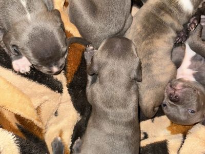 Pitbull puppies