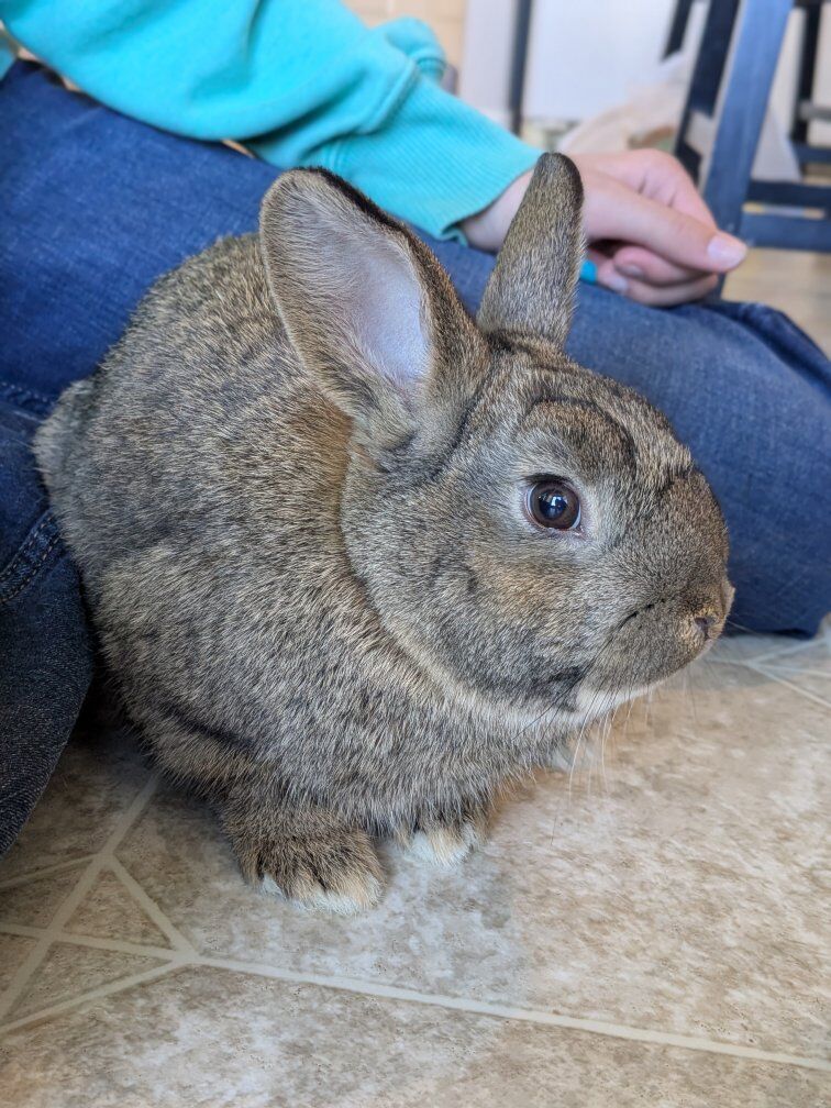 Holland lop/mini rex mix rabbit