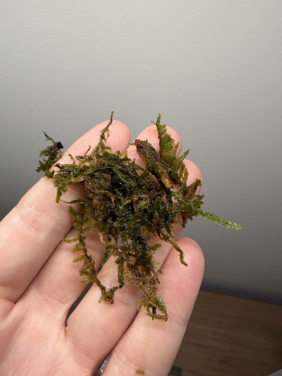 Java Moss