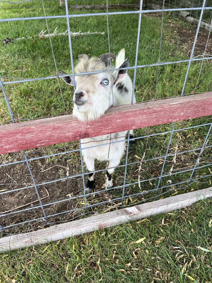 Pygmy Billy Goat 1yr old