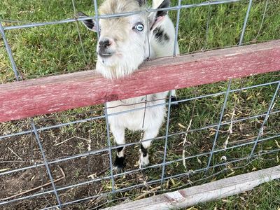 Pygmy Billy Goat 1yr old
