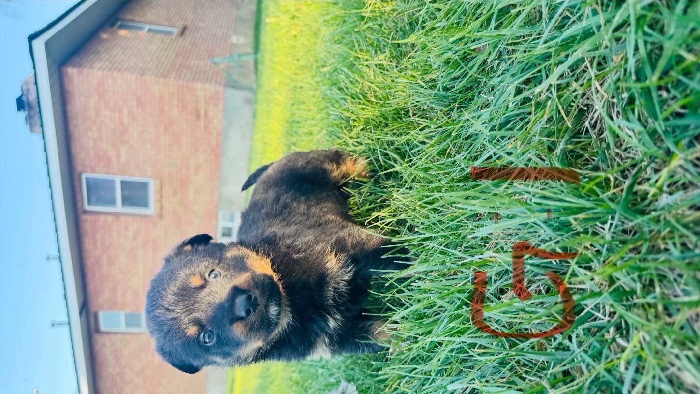 Rottweiler/ border collie puppies