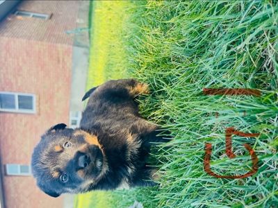 Rottweiler/ border collie puppies