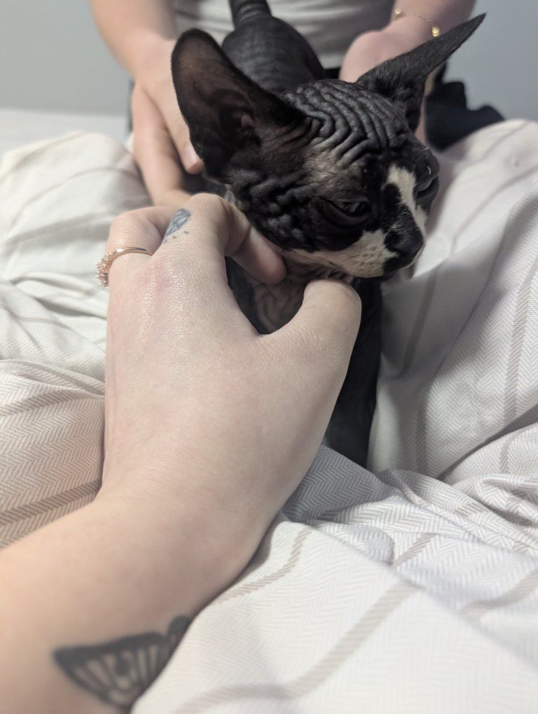 Sphynx Kittens - Adorable Hairless Kittens Ready!