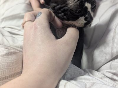 Sphynx Kittens - Adorable Hairless Kittens Ready!