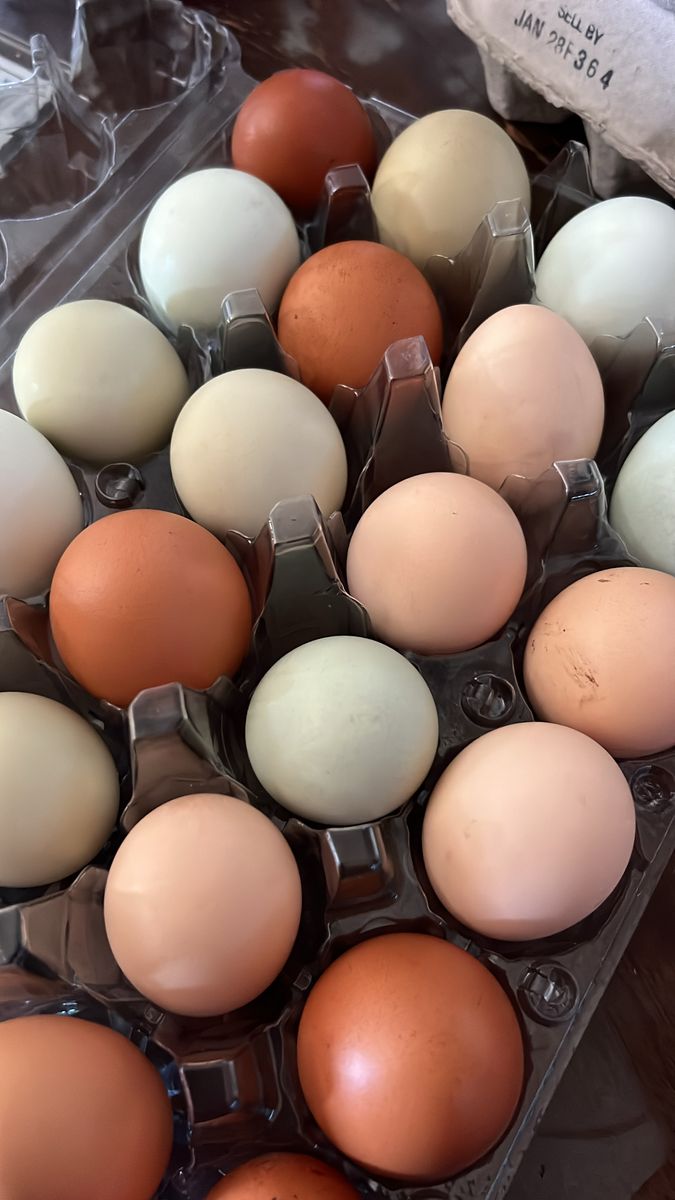 Fresh eggs