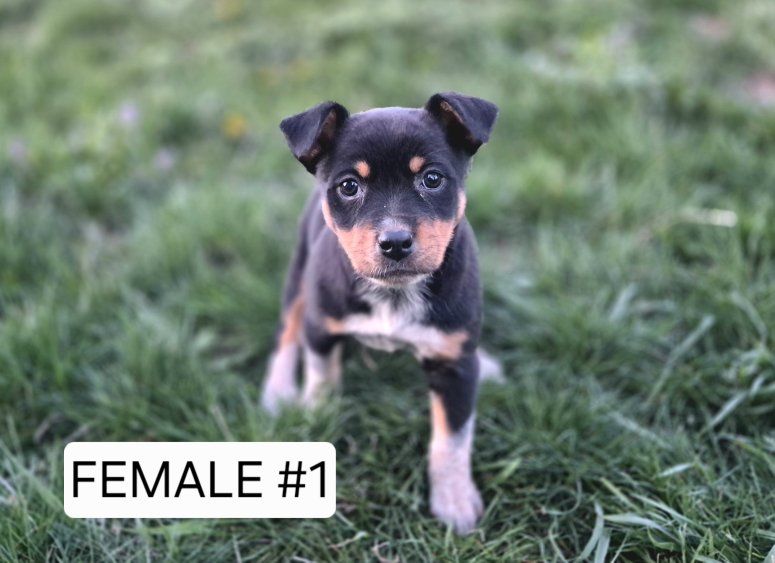 DELUXE Active Working, Family, and Hunting Dogs