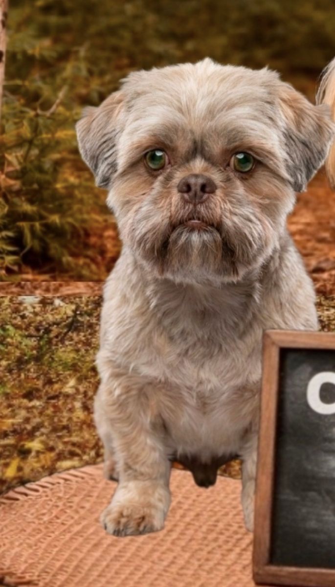 Shitzu Shih Tzu Shihtzu