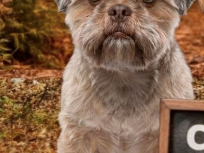 Shitzu Shih Tzu Shihtzu