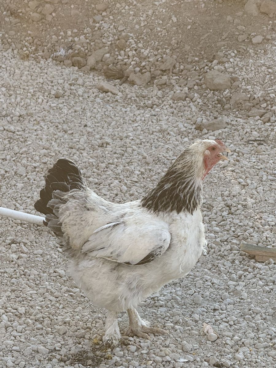 Rehoming 2-4 Hens (1-2.5 years Old )