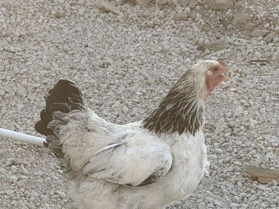 Rehoming 2-4 Hens (1-2.5 years Old )