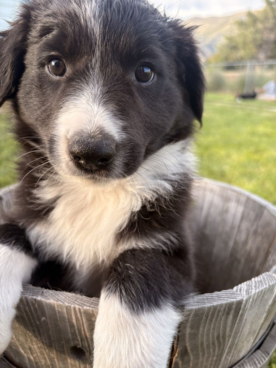 Adorable Border Purebred Collie Puppies - Ready for Their Forever Homes