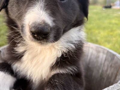 Adorable Border Purebred Collie Puppies - Ready for Their Forever Homes
