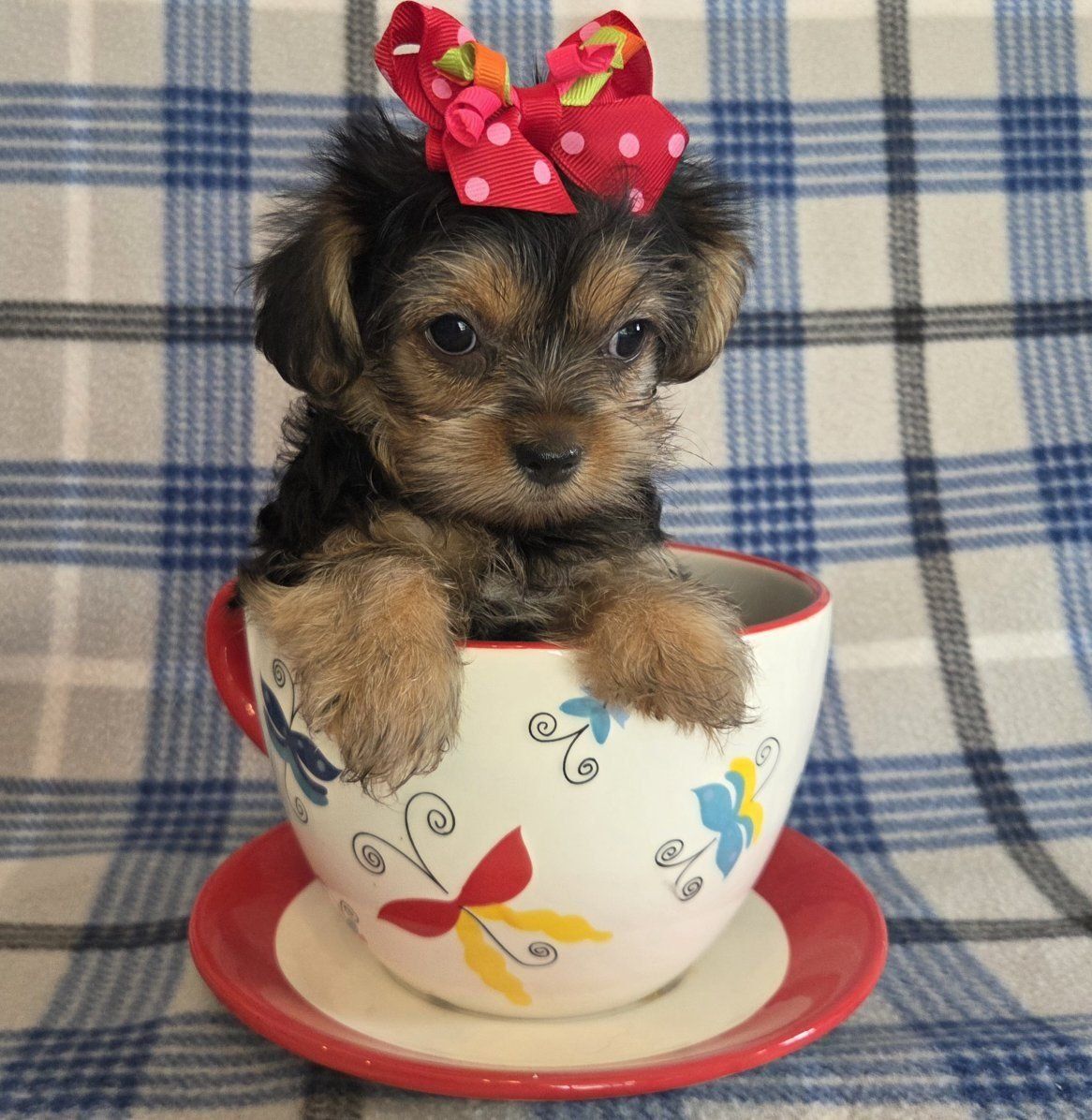 Beautiful Purebred Yorkie Puppies 