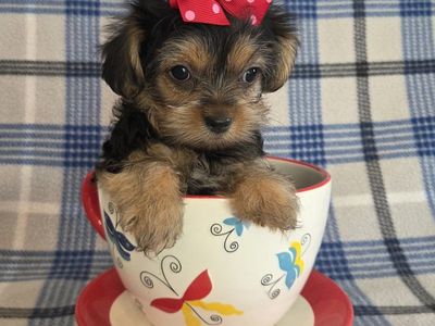 Beautiful Purebred Yorkie Puppies