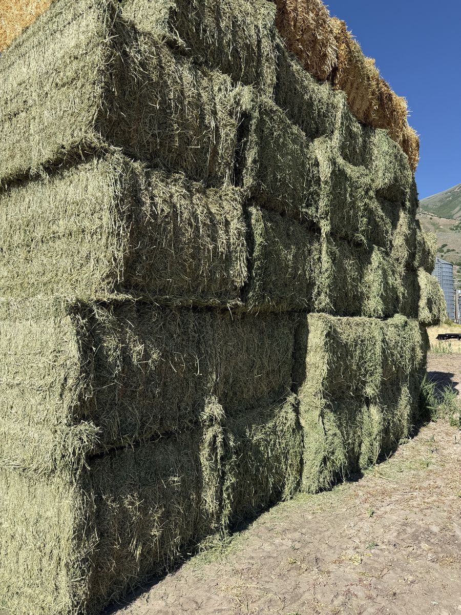 3x4 3rd Crop Alfalfa 