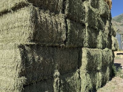 3x4 3rd Crop Alfalfa