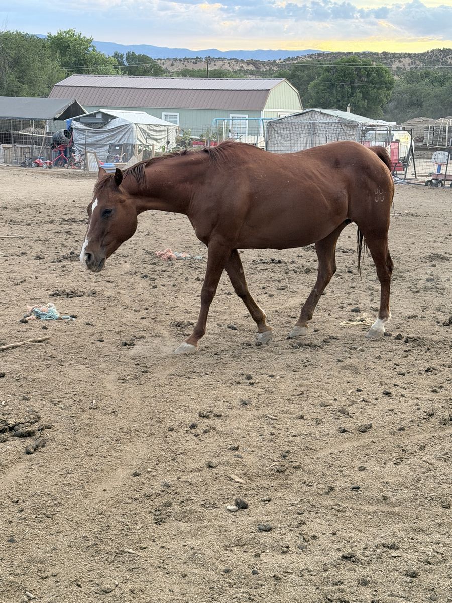 Chestnut broodmare for Sale
