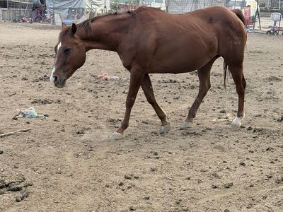 Chestnut broodmare for Sale
