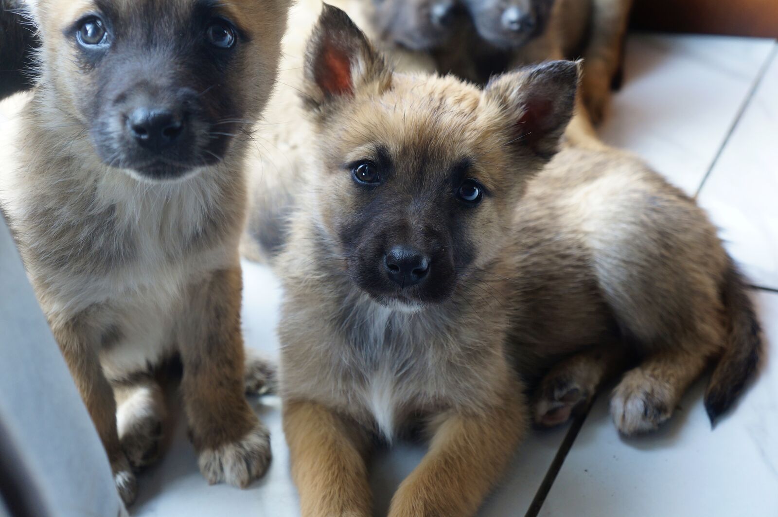 Belgian Shepherd x Husky Mix