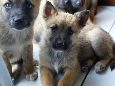 Belgian Shepherd x Husky Mix